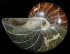 Large, Polished Nautilus Fossil - Madagascar #51676-1